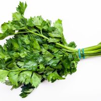 bunch of fresh cut green celery herb on white bunch of fresh cut green celery herb on white background